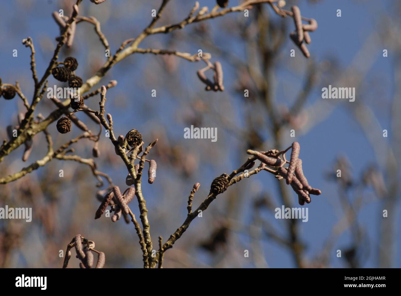 Selective focus shot of dried plants on tree branches against a blurred ...