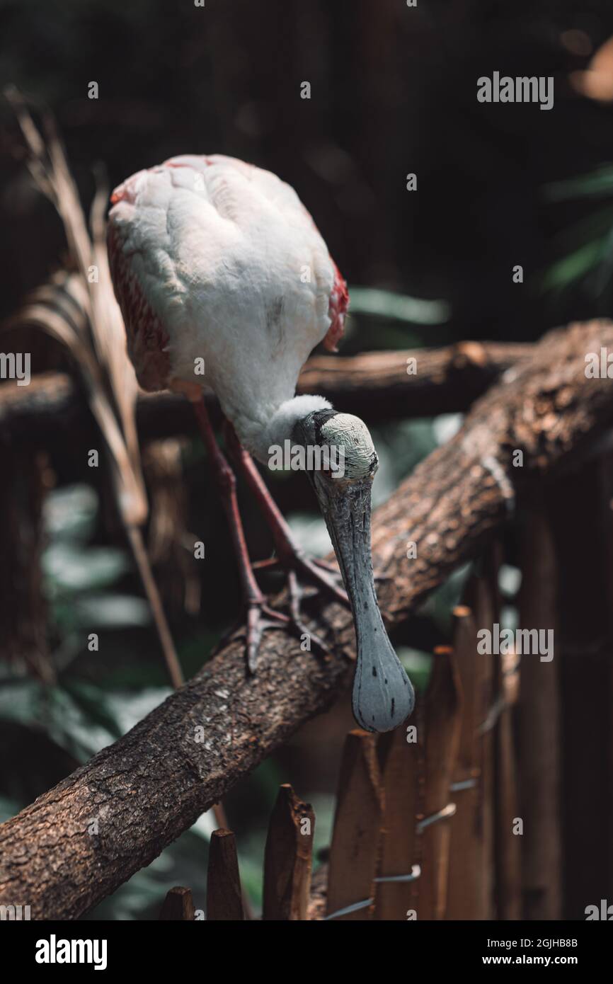 The roseate spoonbill, a wading bird of the ibis and spoonbill family ...