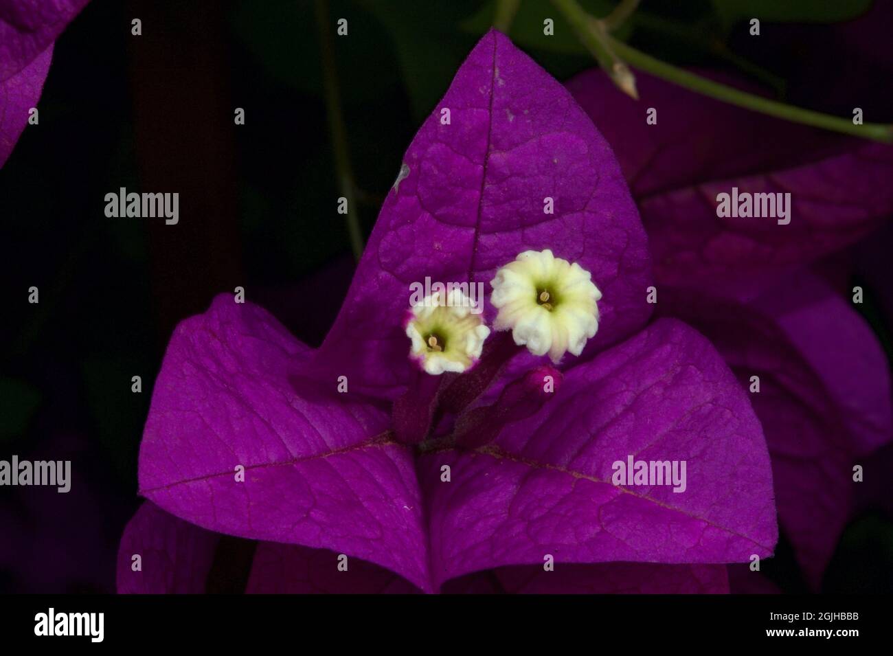 A close up of a Bougainvillea flower (Bougainvillea Glabra) in my