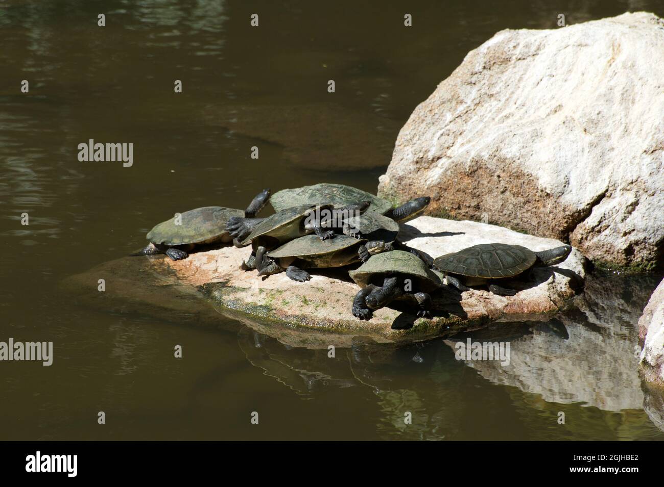 These Long Necked Turtles (Chelodina Longicollis) were having a swingers party on this rock in the pond at Melbourne Zoo in Victoria, Australia. Stock Photo