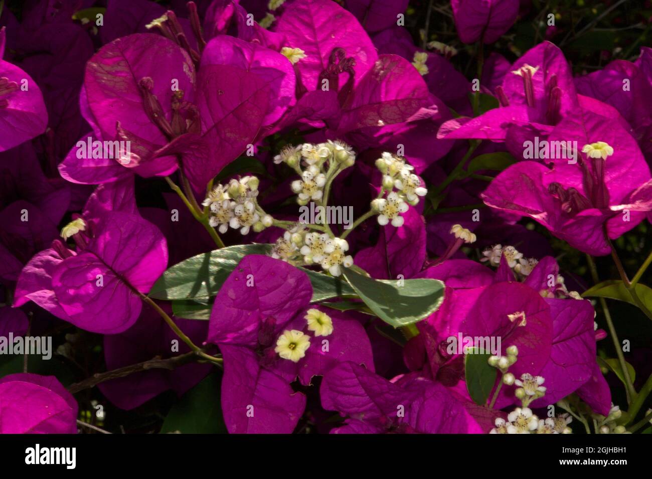Here is a blend of 2 different flowers - the purple of a Bougainvillea (Bougainvillea Glabra) and a Cotoneaster tree (Cotoneaster Frigidus). Stock Photo