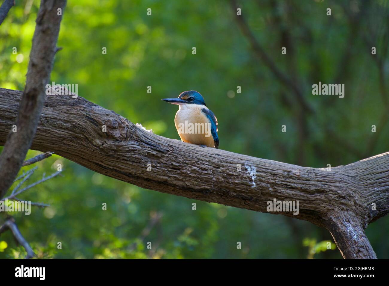 A Sacred Kingfisher (Todirhampus Sancta) sits on a branch, watching the Yarra River flow past at Warrandyte in Victoria, Australia. Stock Photo