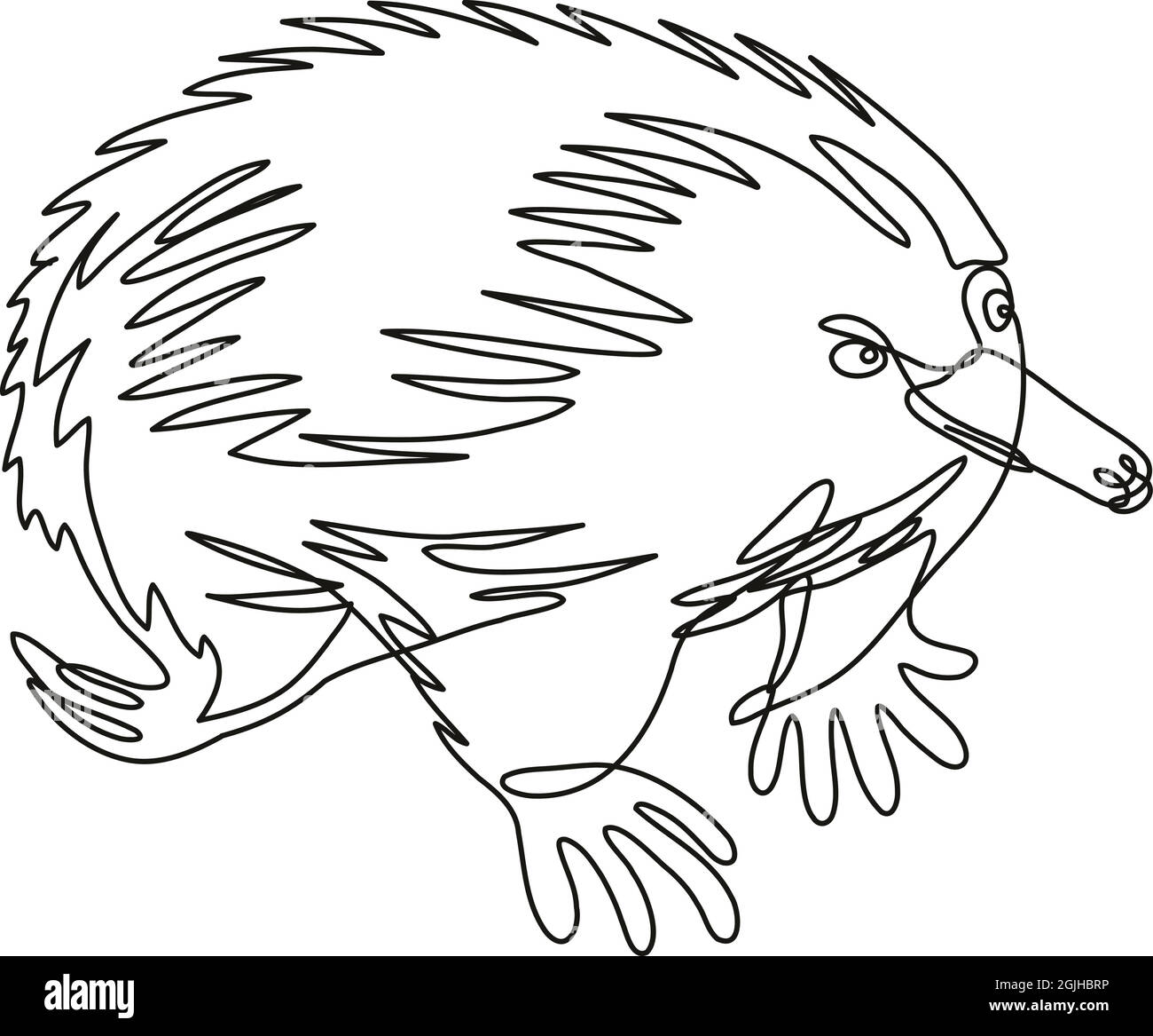 Continuous line drawing illustration of an Echidna or spiny anteater side view done in mono line or doodle style in black and white on isolated backgr Stock Vector