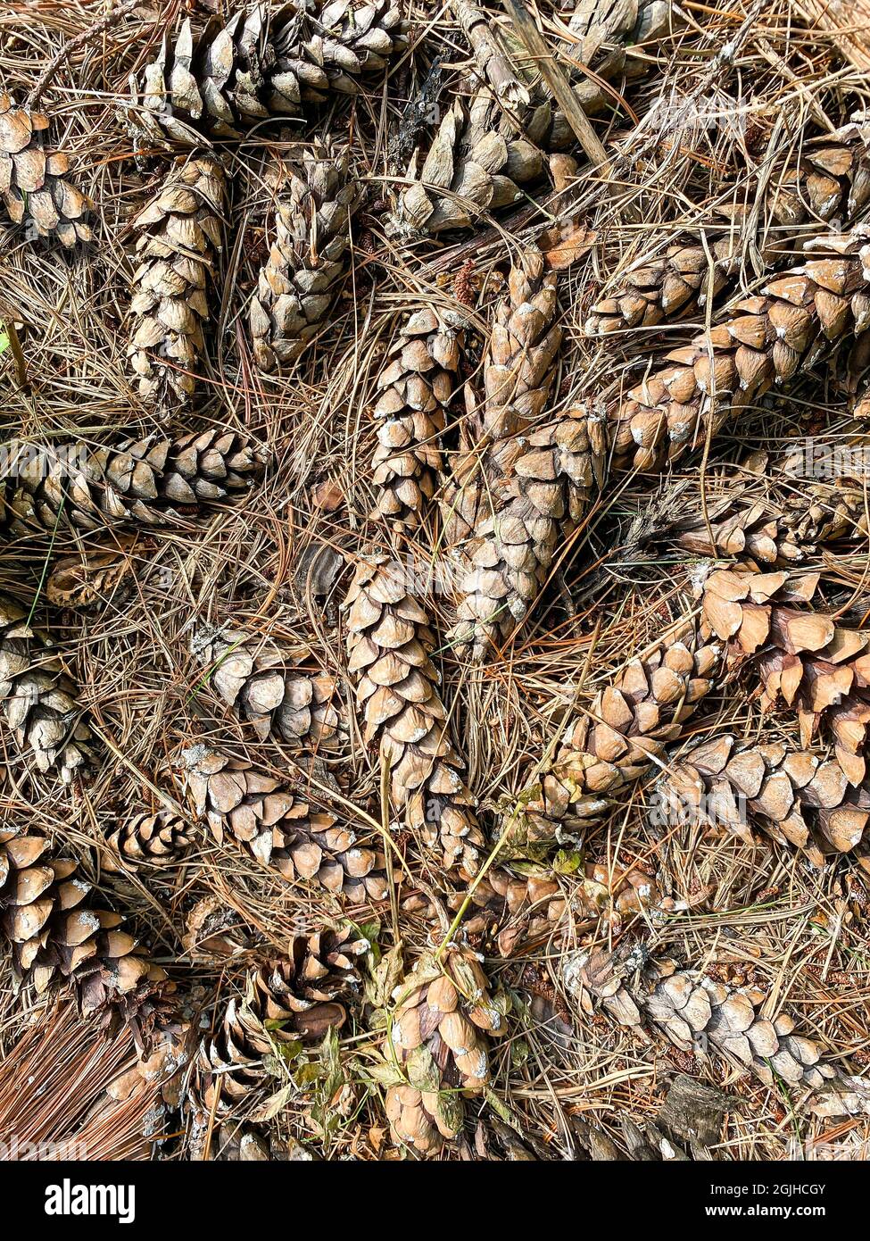 fallen brown pine cones with dry pine needles on the ground in a coniferous forest. closeup view Stock Photo