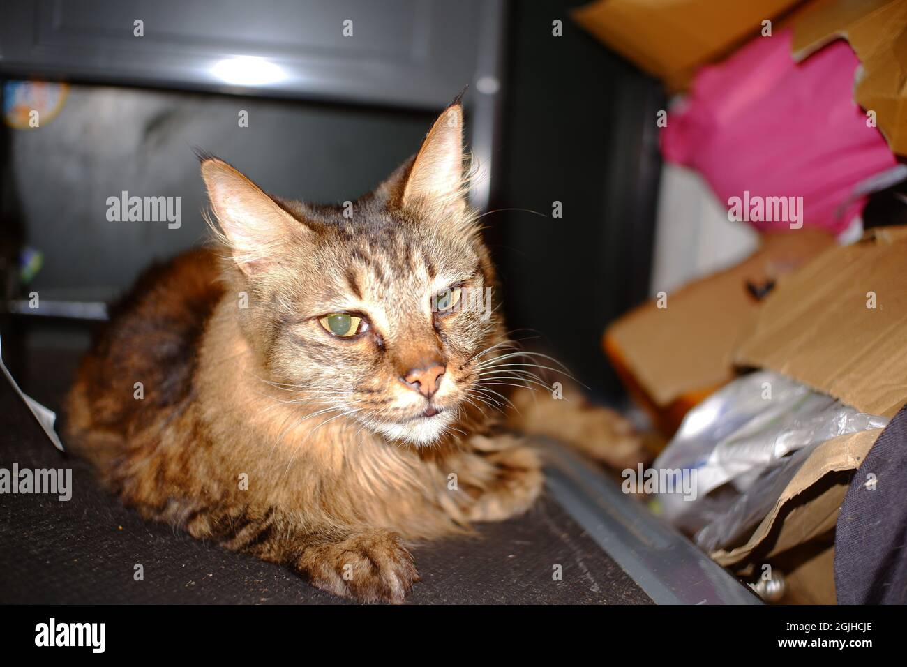Long haired handsome tabby cat looking straight into camera lens on a ...