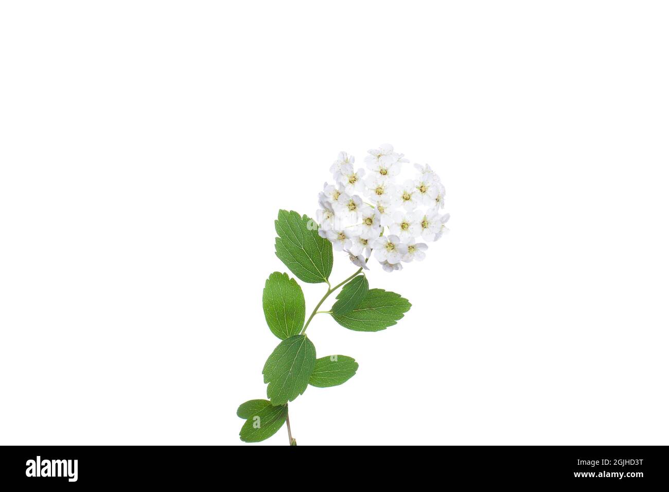 Spring white flowers isolated on white Stock Photo - Alamy