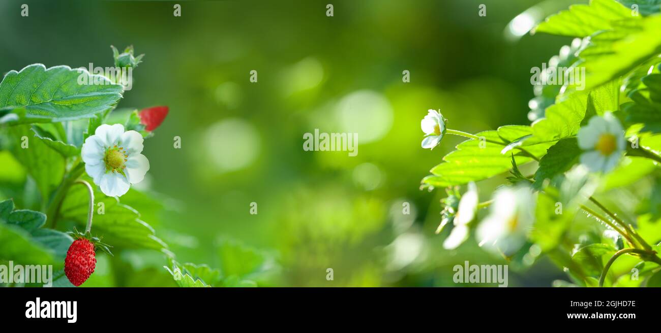 Fresh strawberries that are grown in greenhouses Stock Photo - Alamy