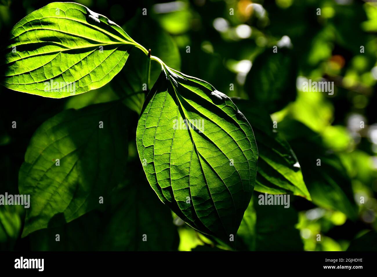 green leaves in backlit in autumnal sun Stock Photo