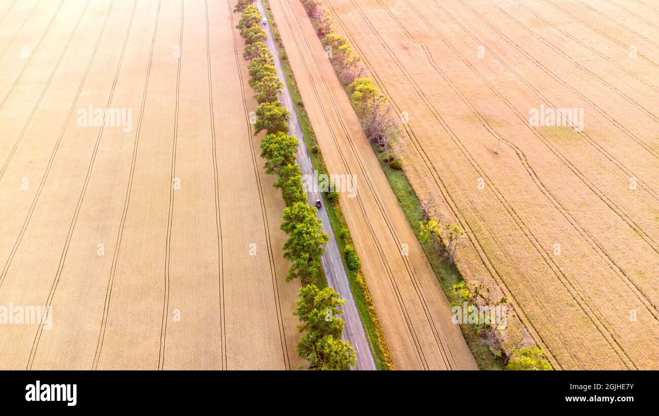Drone flying over road between wheat fields during dawn sunset. Stock Photo