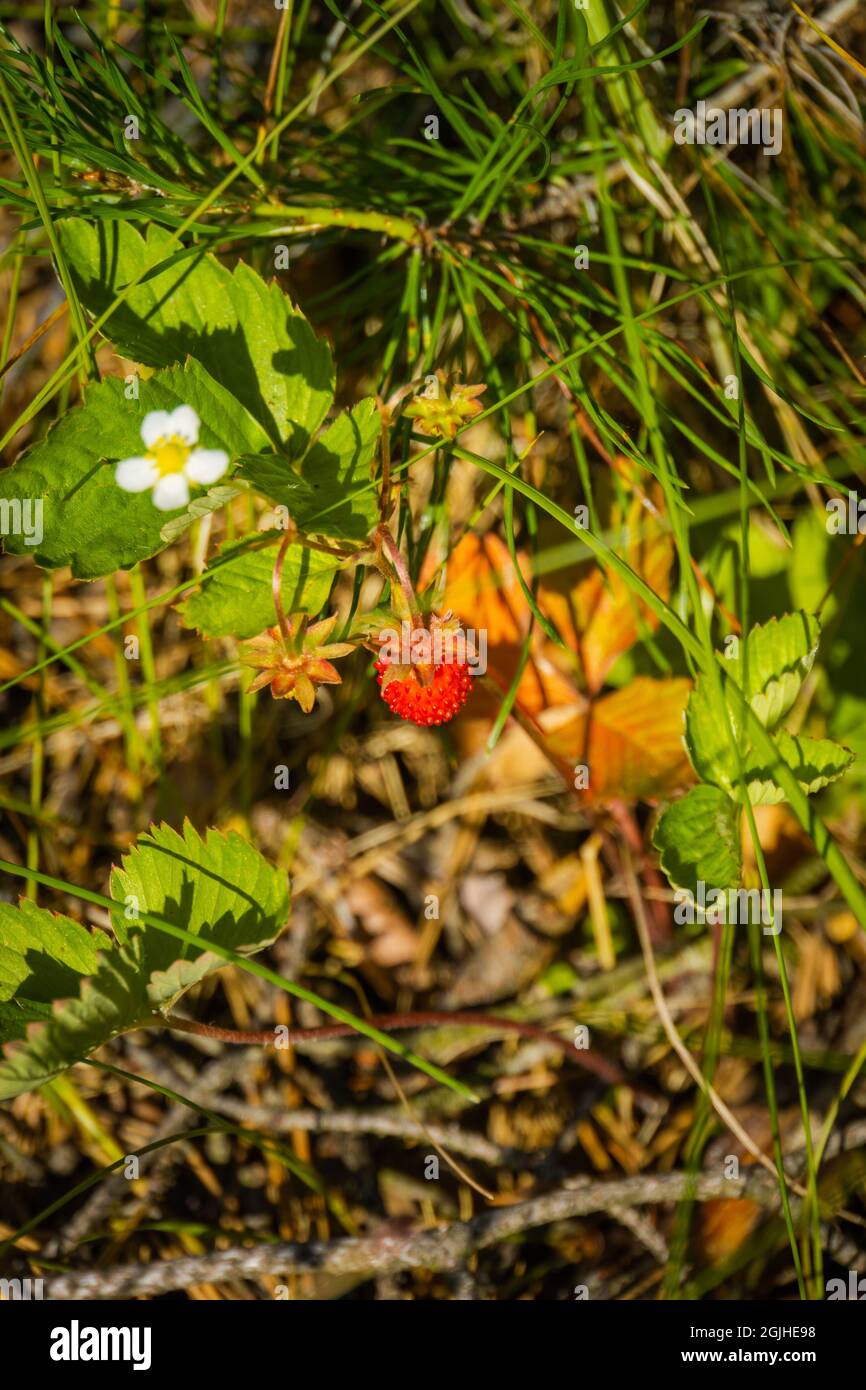 Ripe red berry of wild strawberry in the forest background Stock Photo ...