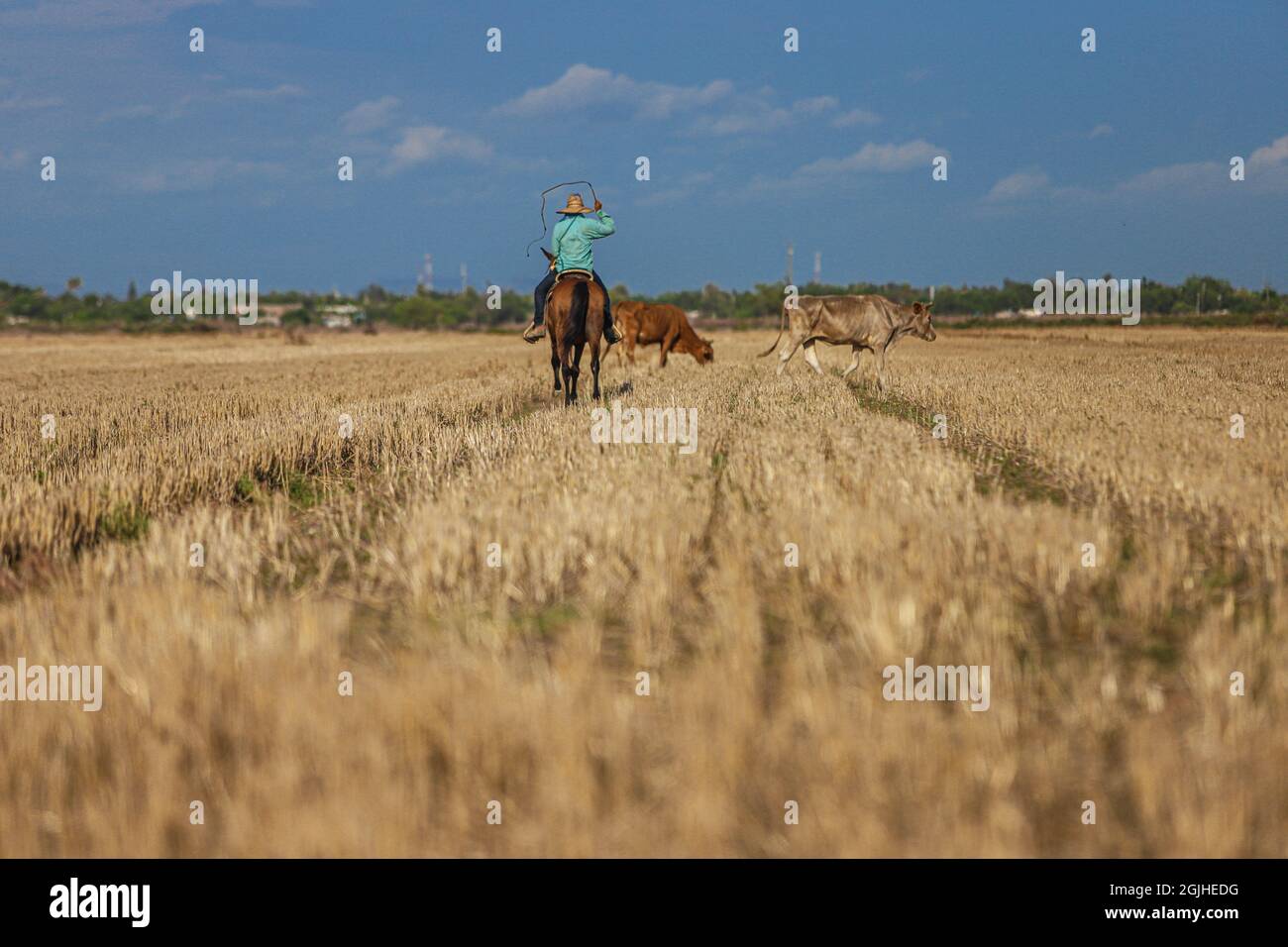 A man riding his horse herds cows in a few hectares of gold-colored crops for food on a sunny summer day in the Mayo Valley in the Navovaxia, Huatabampo, Mexico dedicated to agriculture and livestock community. Community or town in the Mexican state of Sonora .... (Photo by Luis Gutierrez / NortePhoto.com)  Un hombre montando su caballo arrea vacas en unas hectareas de siembra color dorado para que se alimenten en un dia soleado de verano en el valle del Mayo en la comumindad dedicada a la agricultura y ganaderia en Navovaxia, Huatabampo, Mexico. Comunidad o pueblo en el estado mexicano de Son Stock Photo