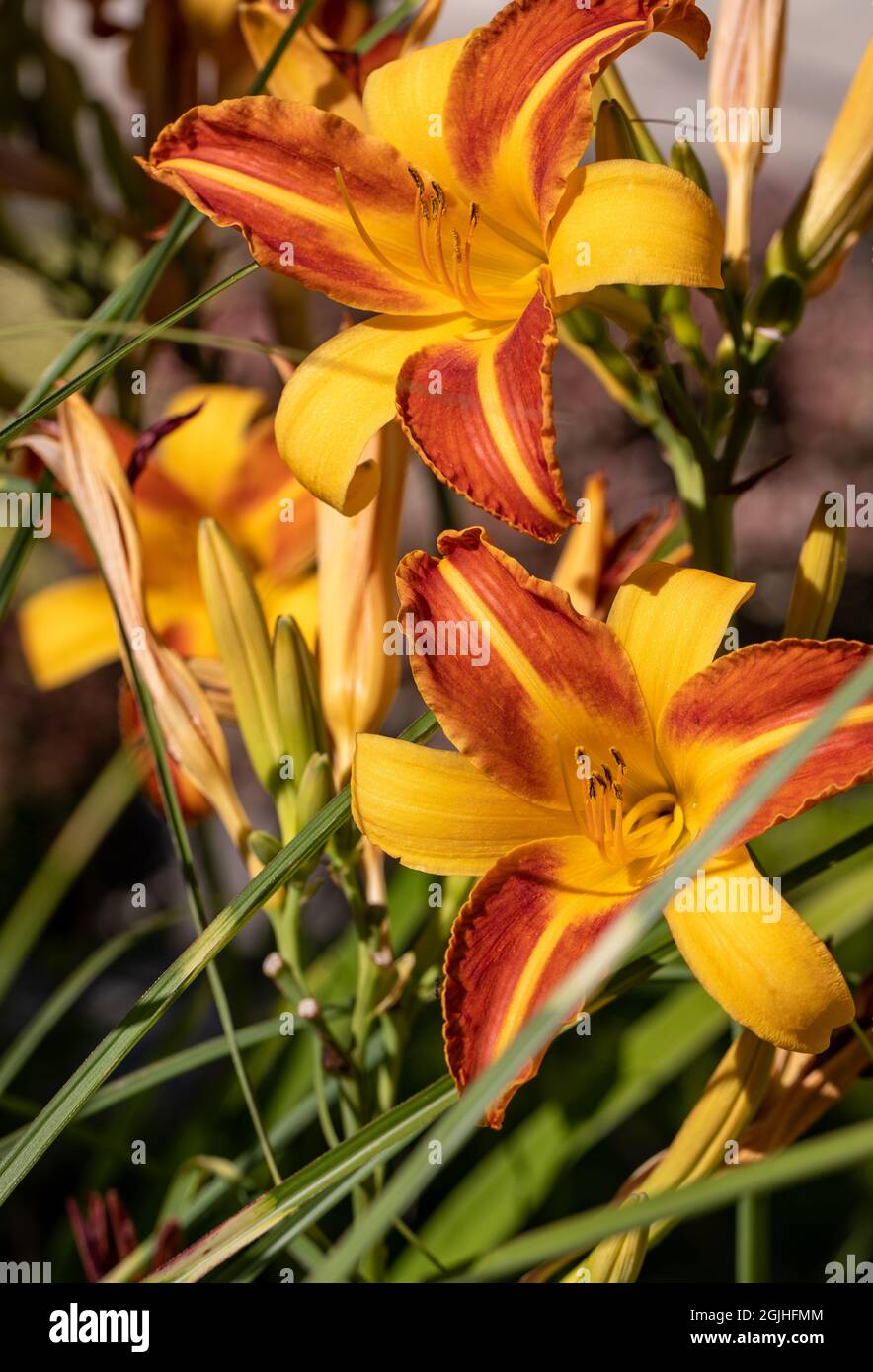 Beautiful colorful daylilies in a flower bed Stock Photo Alamy