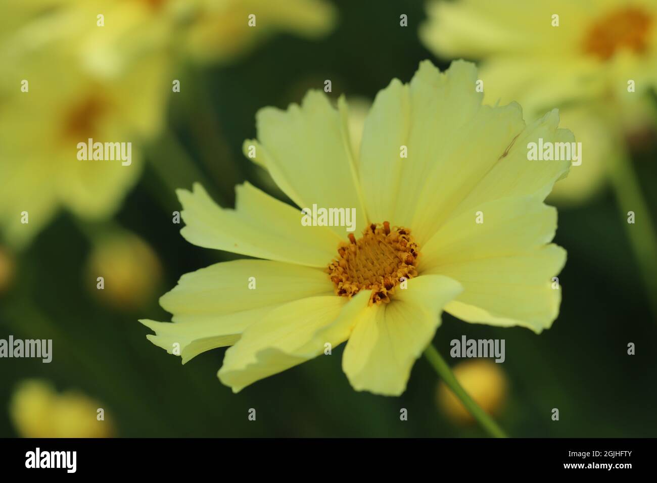 close-up of a light yellow flower of coreopsis lanceolata against a blurred green and yellow background Stock Photo