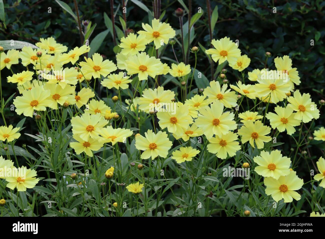 Photo of a flower bed with lush blooming light yellow coreopsis lanceolata flowers Stock Photo