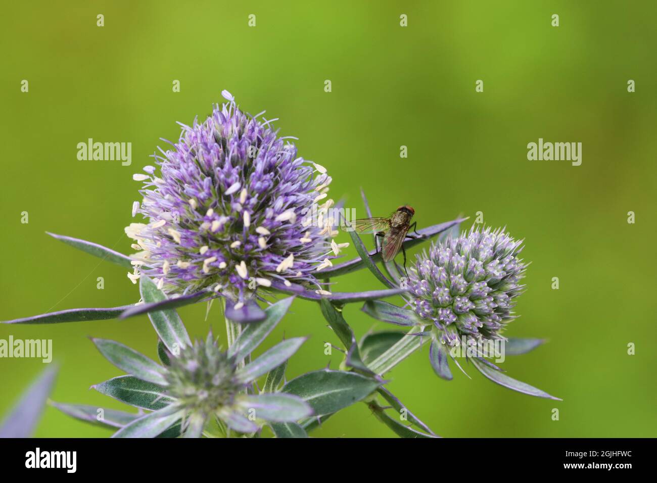 close-up of a flower fly sitting on a beautiful bluish thistle blossom Stock Photo