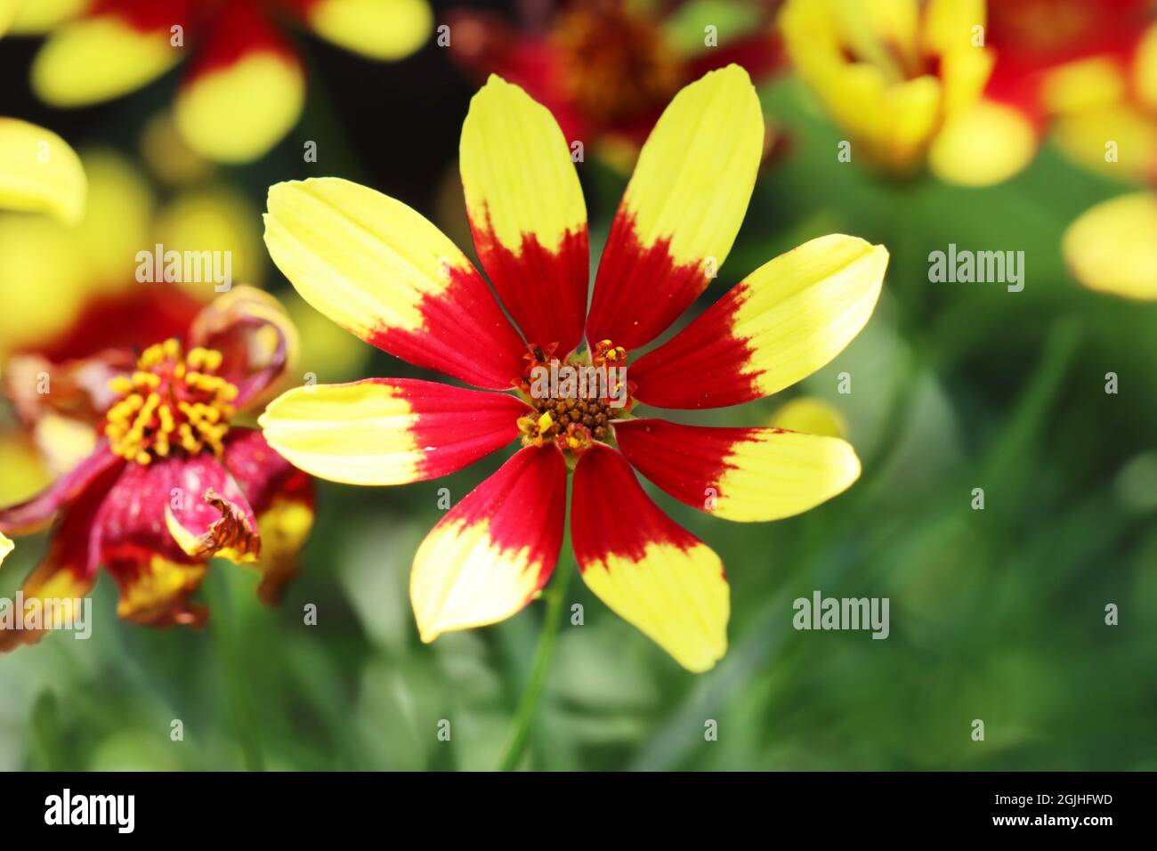 close-up of a colorful blossom of coreopsis verticillata against a colorful and green natural blurred background Stock Photo