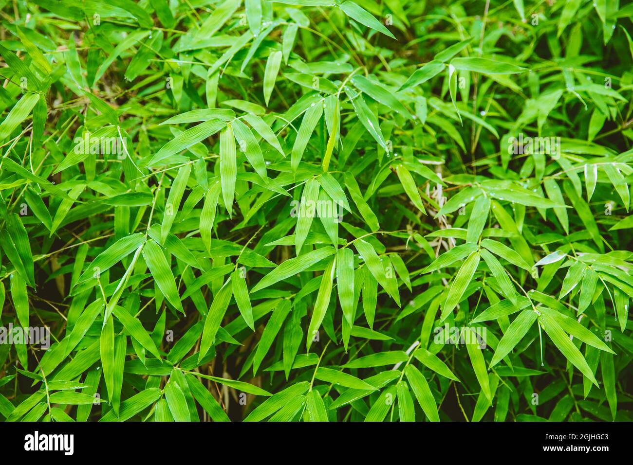 green fresh bamboo leaf fresh nature after raining drop for natural background. Stock Photo