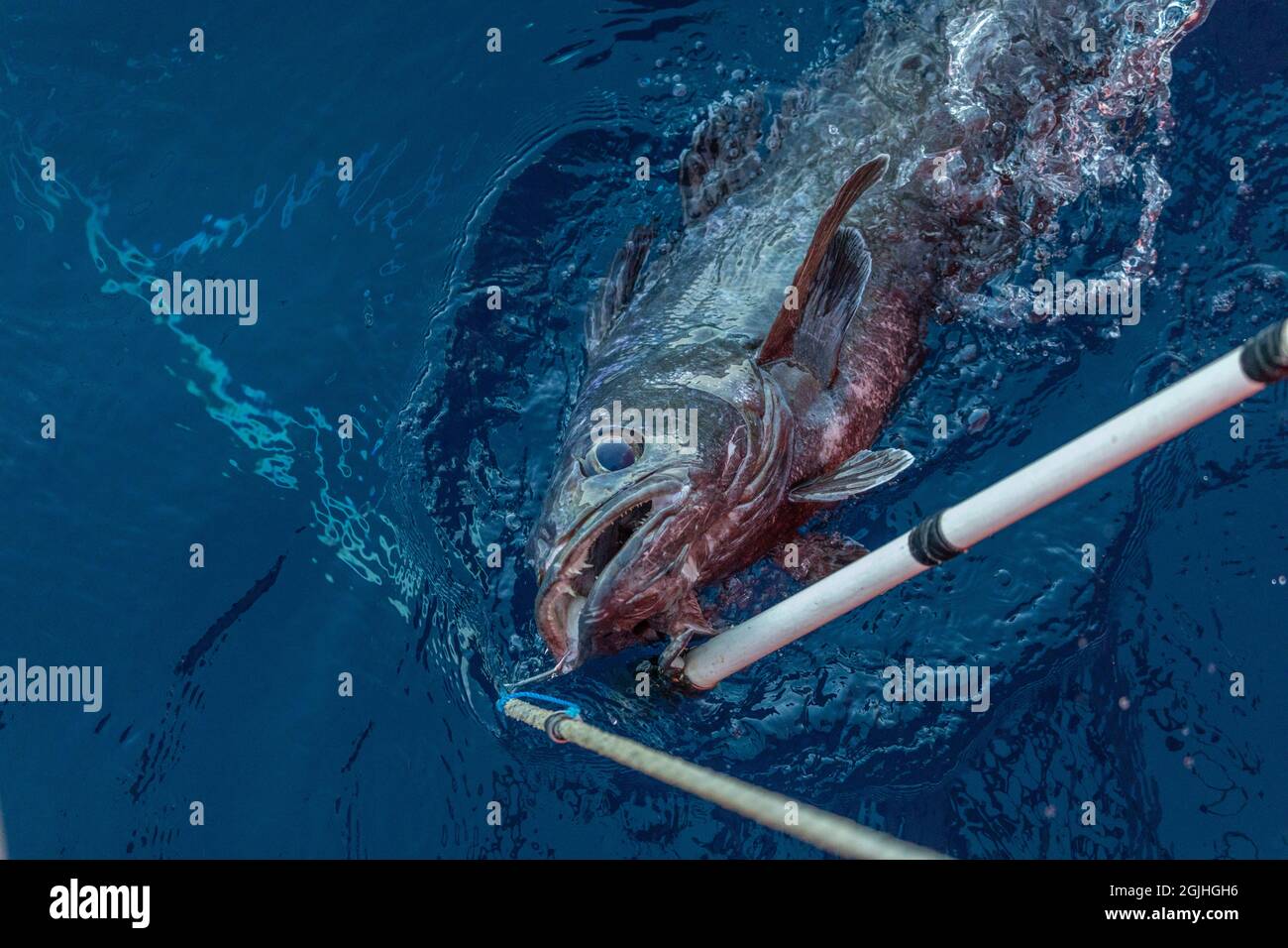 Patagonian Toothfish being landed on a longline Stock Photo Alamy