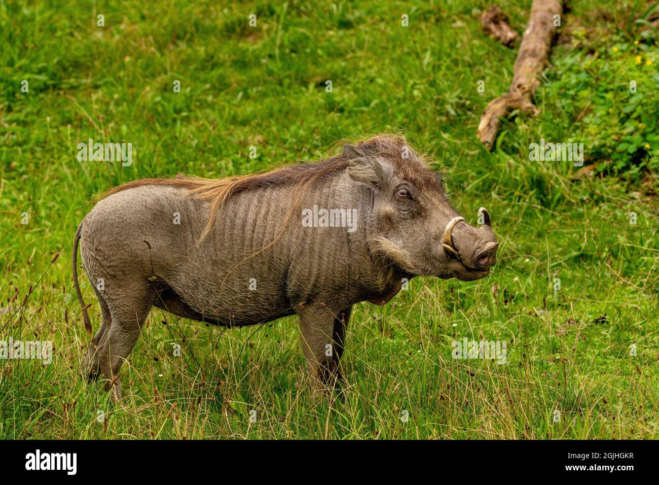 Animal World - Nolan Warthog (Phacochoerus africanus africanus) in green grass Stock Photo