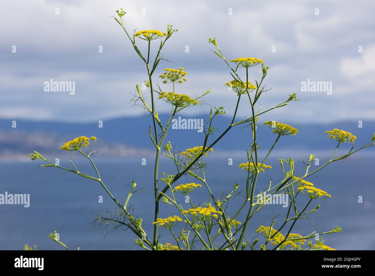Yellow fennel flowers with the blue sea out of focus Stock Photo Alamy