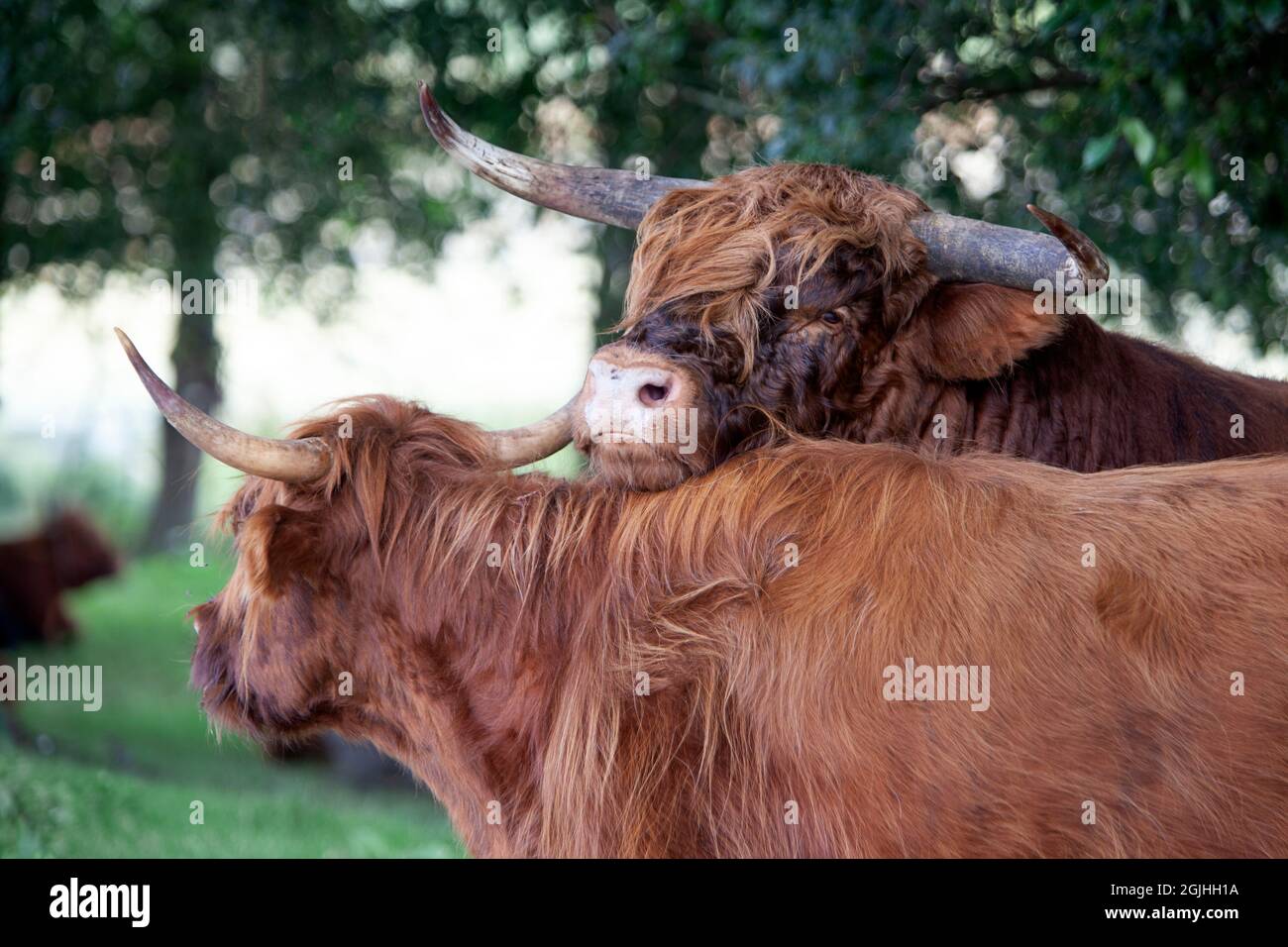 Scottish highland bull leaning on a Scottish highland cow during flirtation Stock Photo