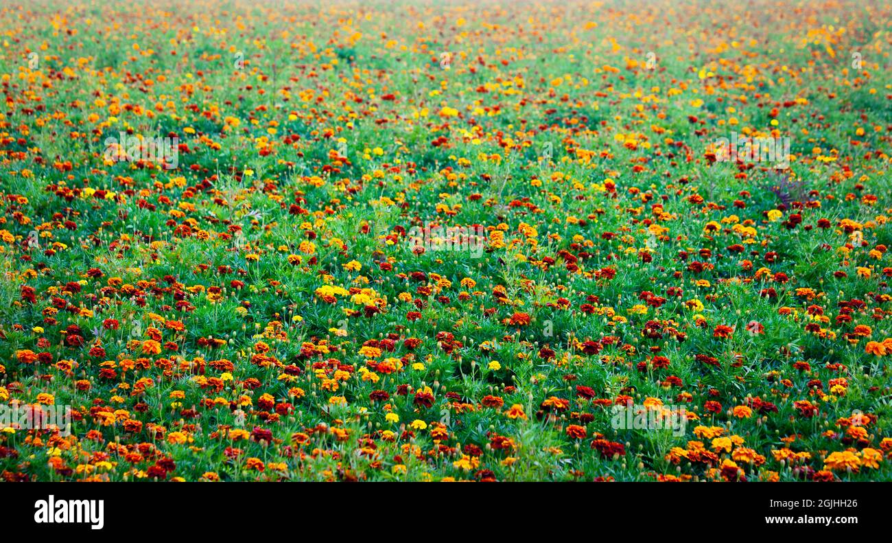 Field of marigold flowers blooming in the summer Stock Photo