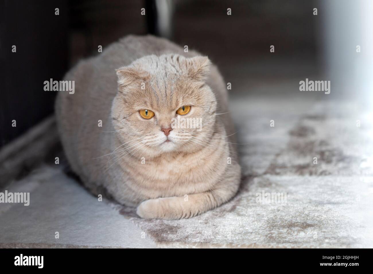Cute scottish fold cat relaxing at home, portrait Stock Photo
