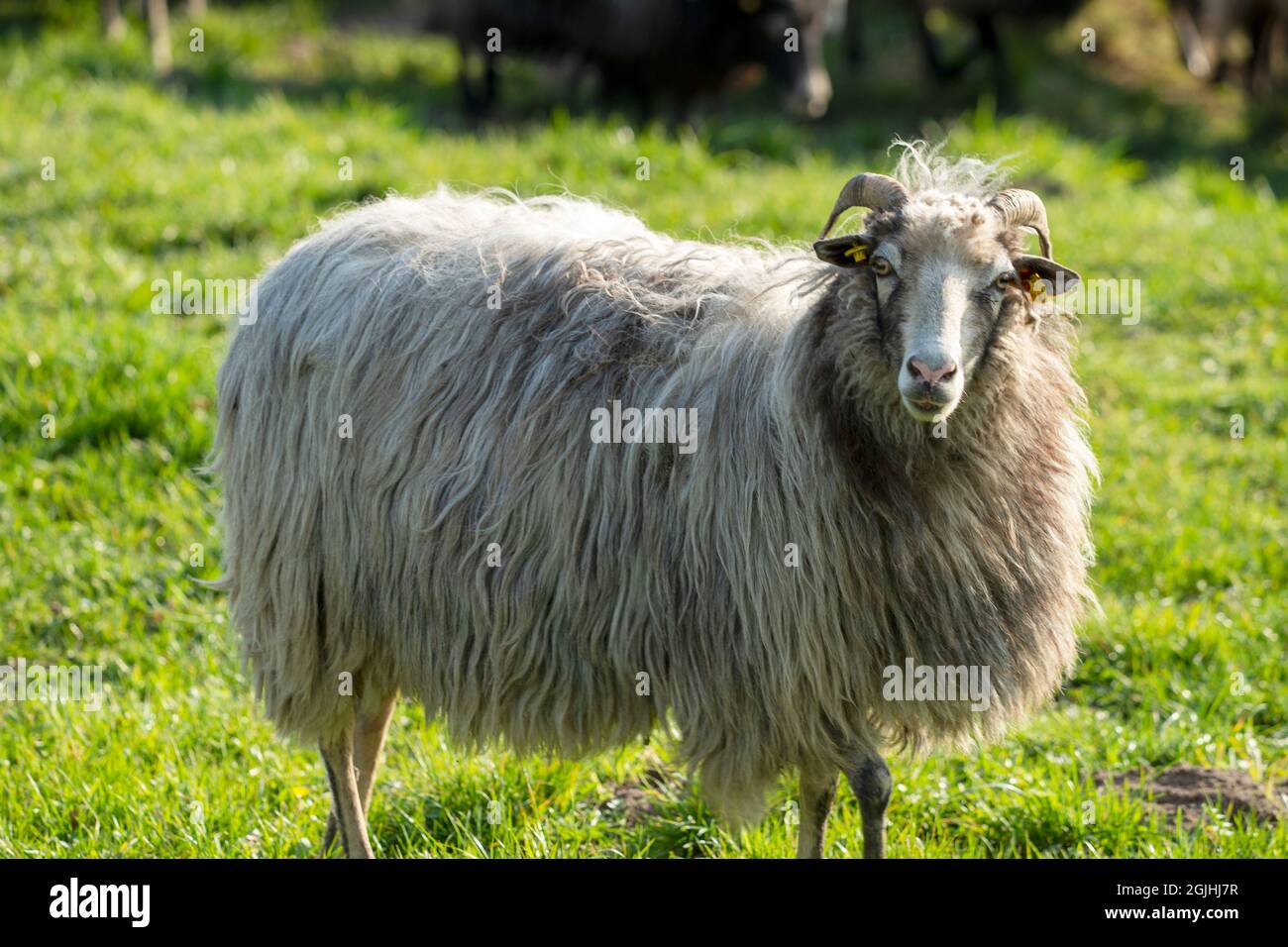 A little sheep on a meadow Stock Photo