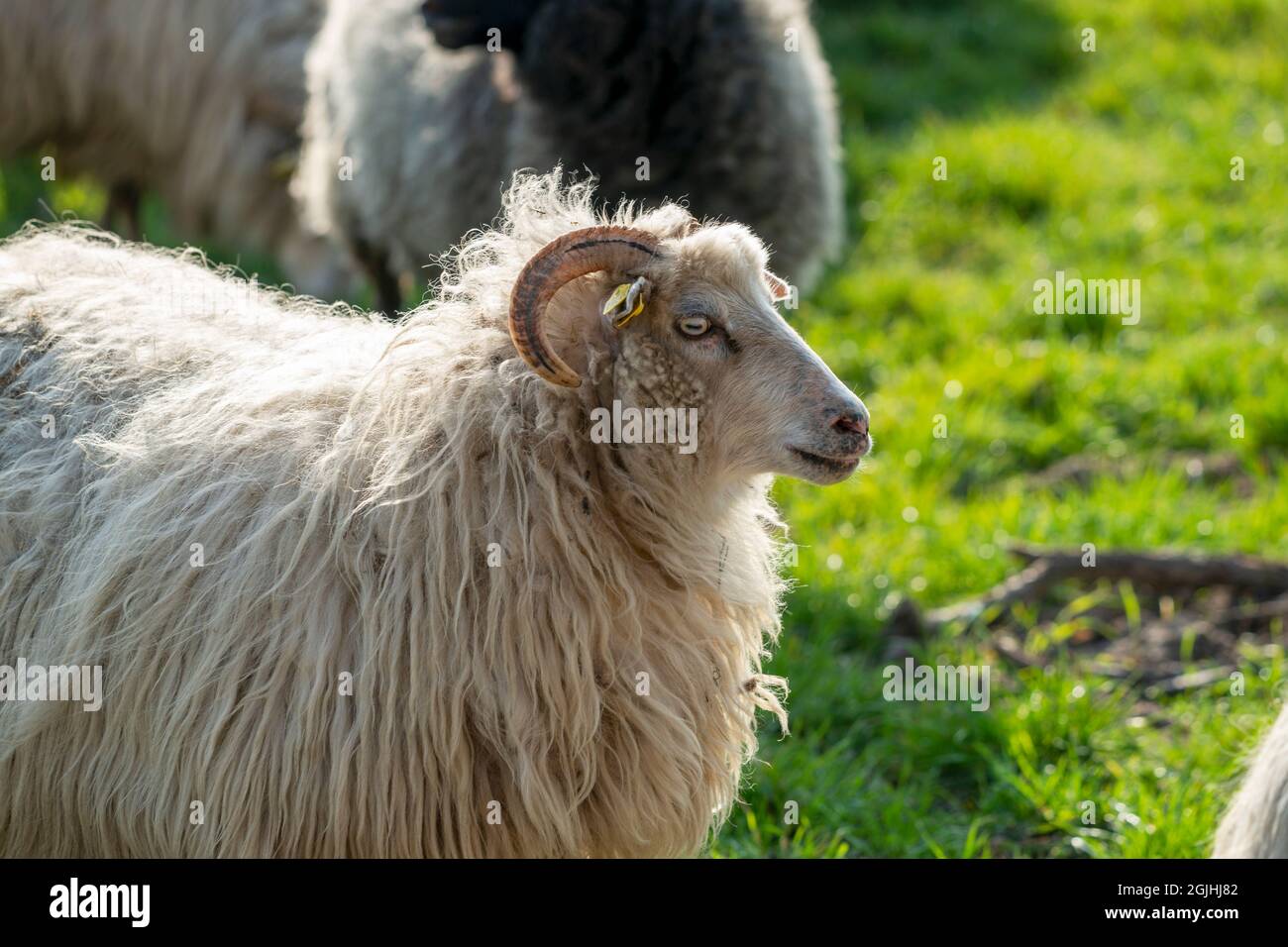 A little sheep on a meadow Stock Photo