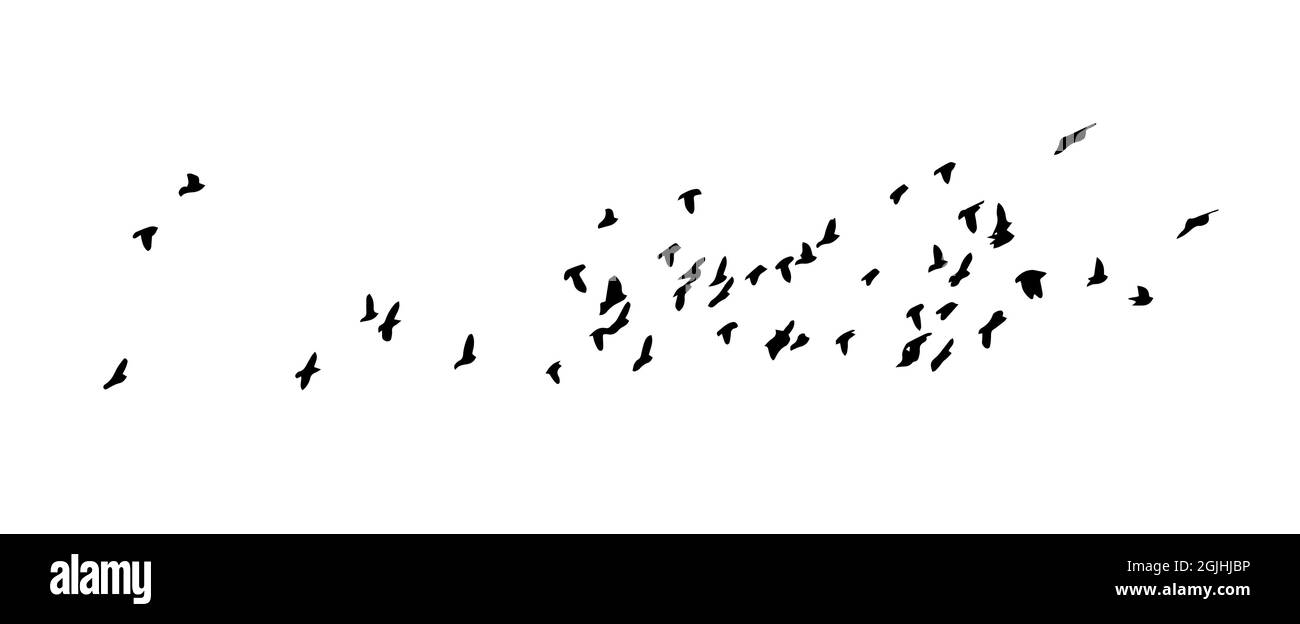 A flock of flying birds. Vector illustration Stock Vector