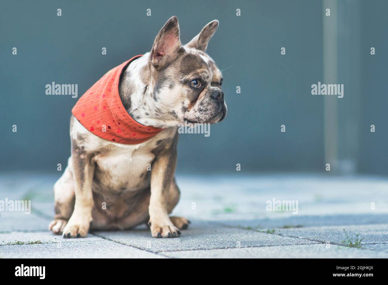 Merle colored French Bulldog dog wearing red neckerchief sitting in front of gray wall with copy space Stock Photo
