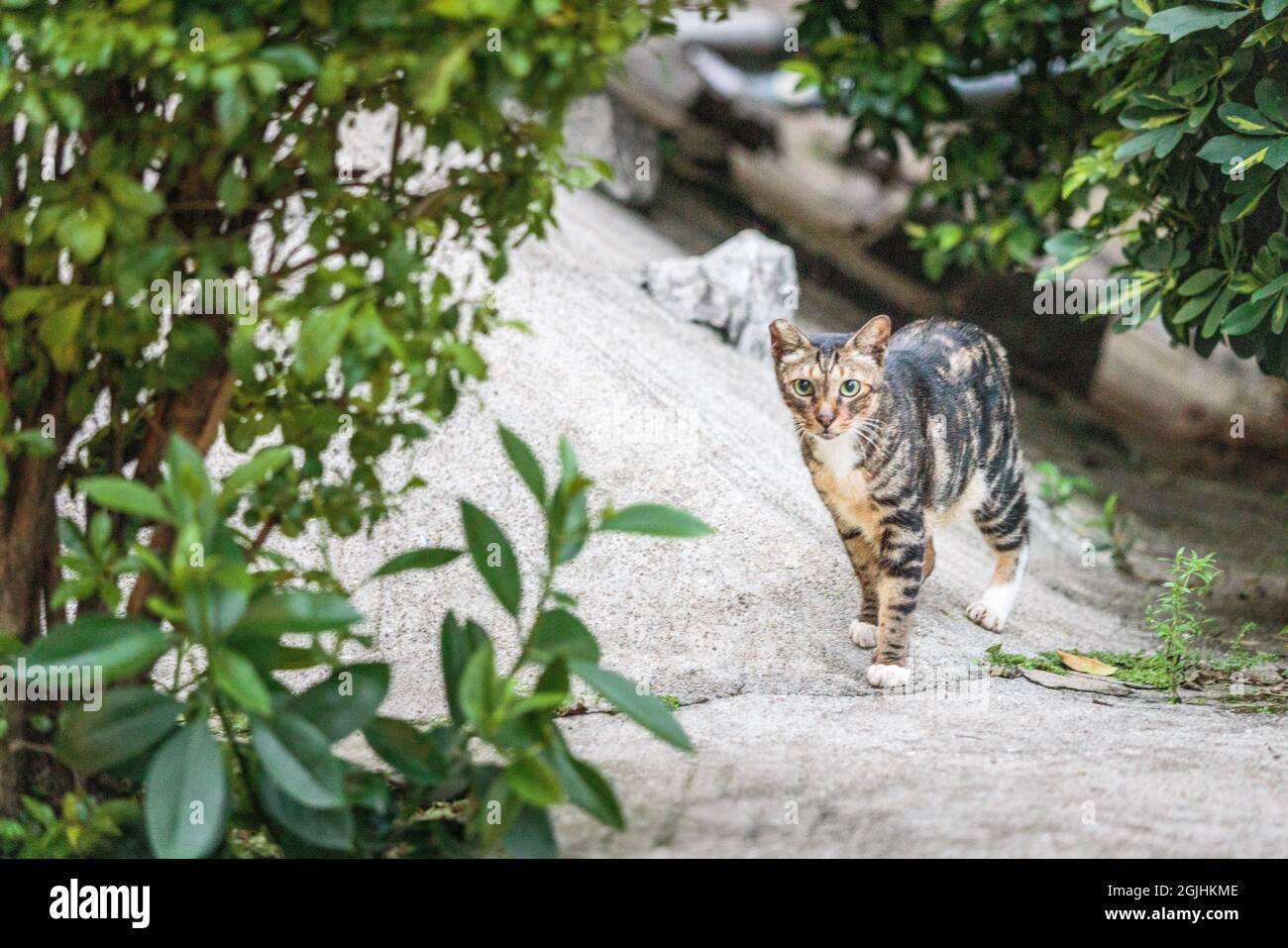 Stray cat in garden evening hours Hong Kong Stock Photo Alamy