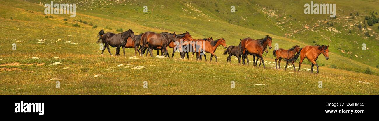 A herd of well-fed, sleek horses in a mountain valley, alpage. Kabarda horses stud. Caucasus Stock Photo