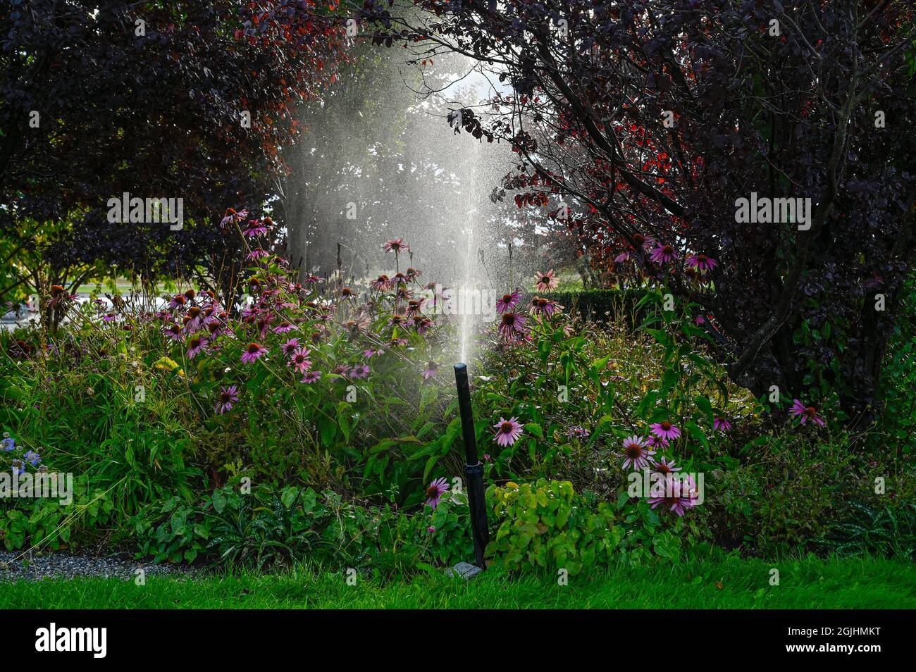 water sprinkler in flower bed in public garden Stock Photo Alamy