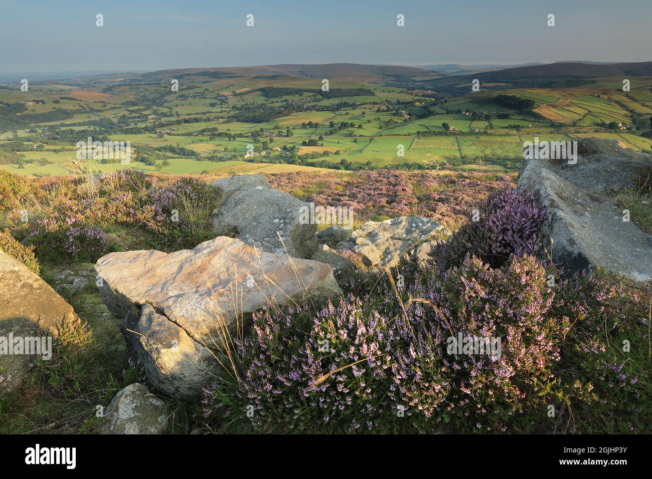 An outcrop of gritstone amongst the heather, on the summit of Beamsley Beacon, a hill in Wharfedale, Yorkshire Dales National Park, UK Stock Photo