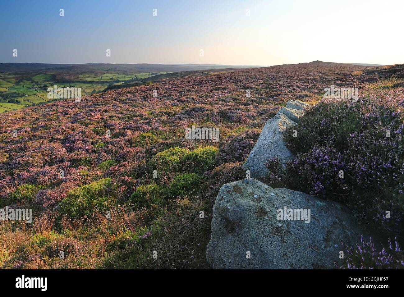 An outcrop of gritstone amongst the heather, on the summit of Beamsley Beacon, a hill in Wharfedale, Yorkshire Dales National Park, UK Stock Photo