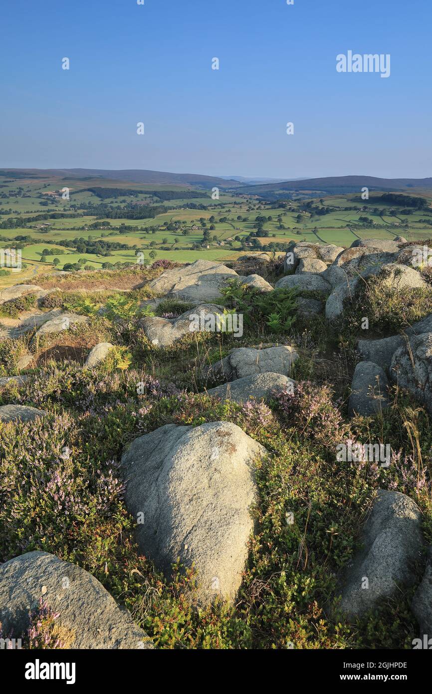 Heather grows amongst an outcrop of gritstone on the slopes of Beamsley Beacon, a hill in Wharfedale, Yorkshire Dales National Park, UK Stock Photo