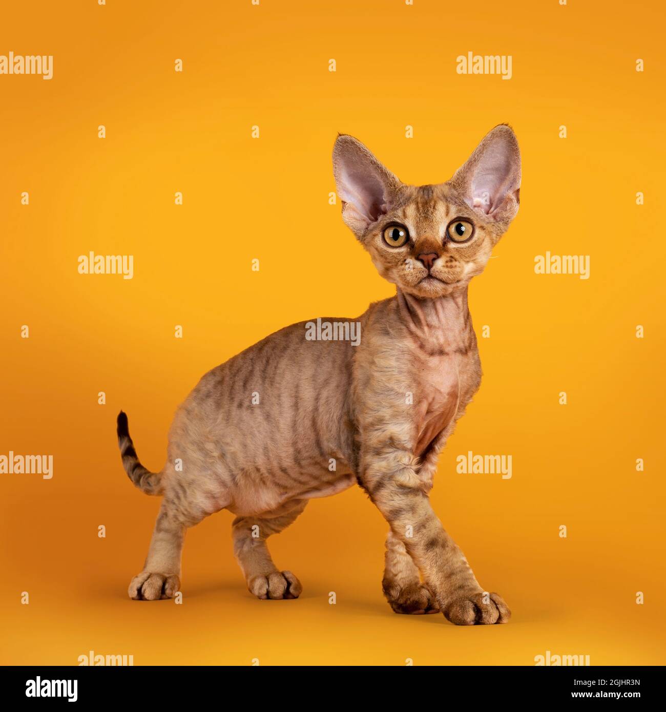 Golden statue cat hi res stock photography and images Page 2 Alamy
