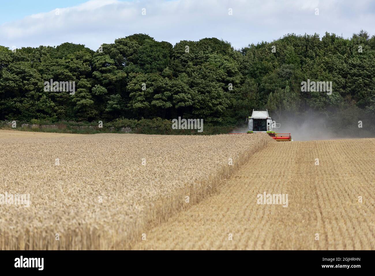 Harvesting wheat field Stock Photo - Alamy