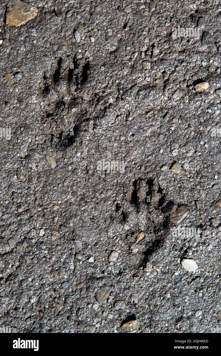 Alpine marmot footprint hi res stock photography and images Alamy