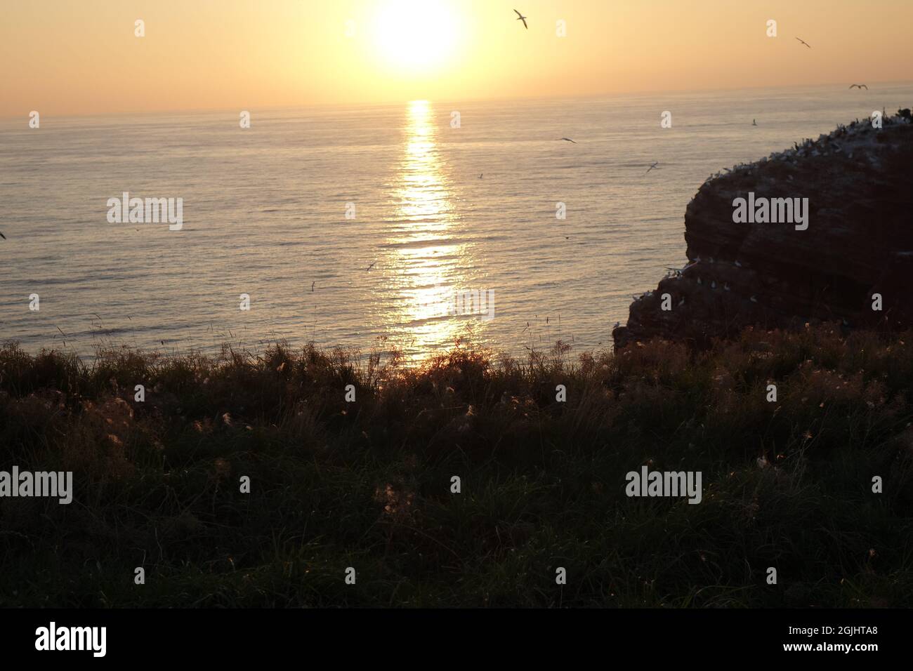 Sunset by the sea with northern gannets on a cliff and in the air Stock Photo