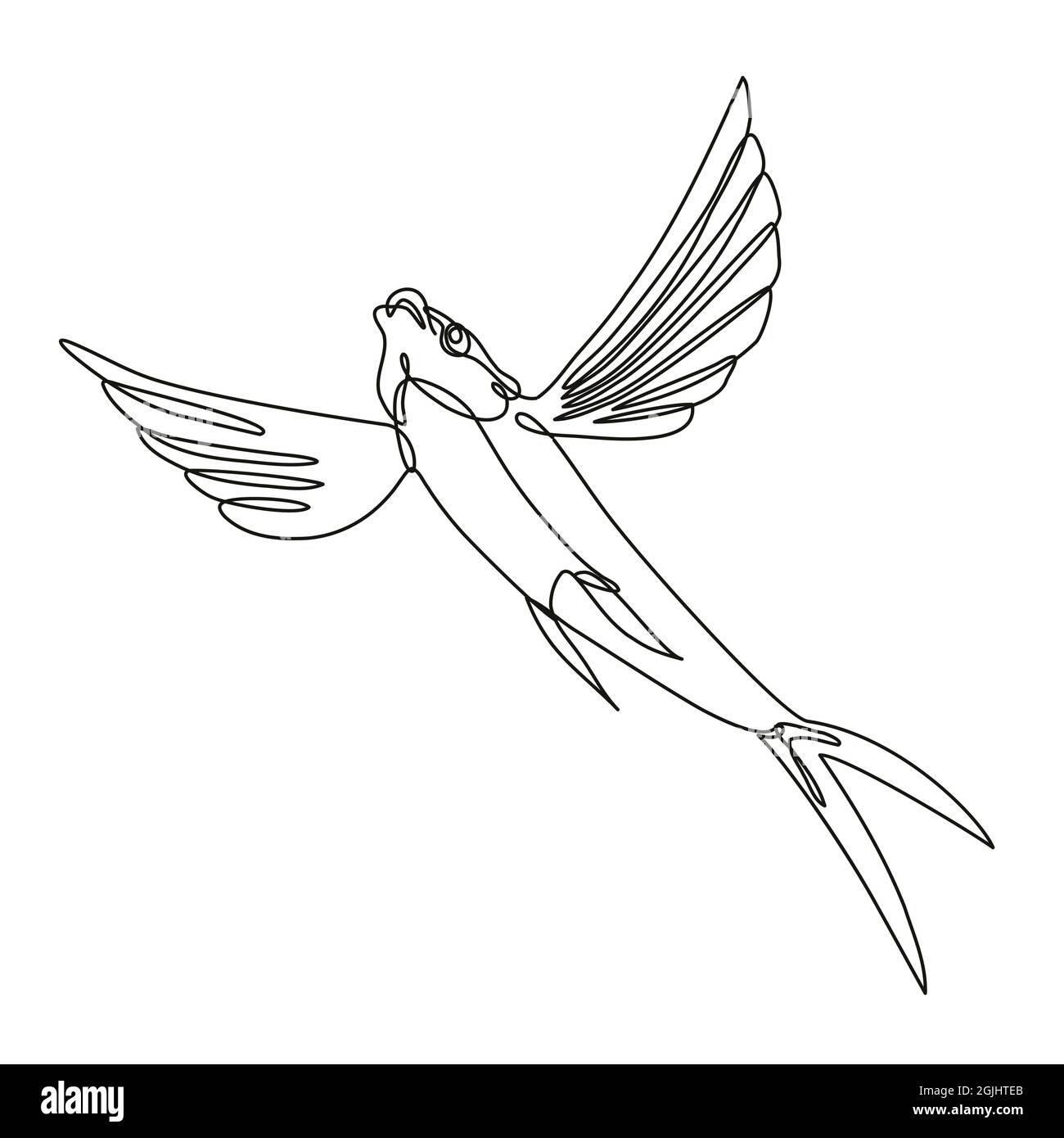 Sailfin Flying Fish Taking Off Continuous Line Drawing Stock Photo