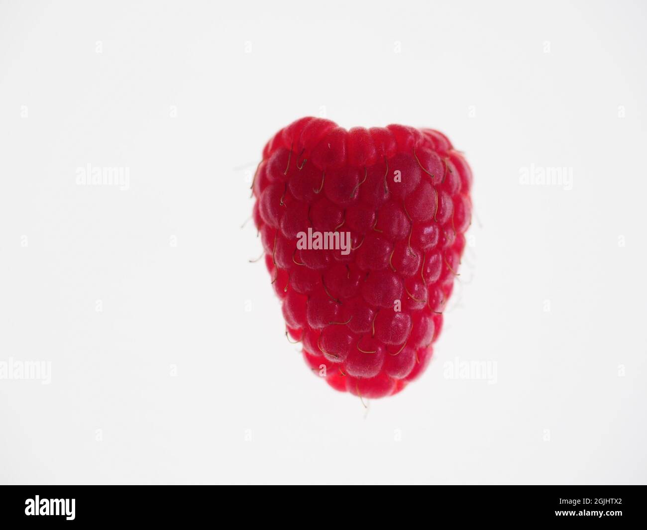 A single Rasberry seen in close-up against a white background Stock ...