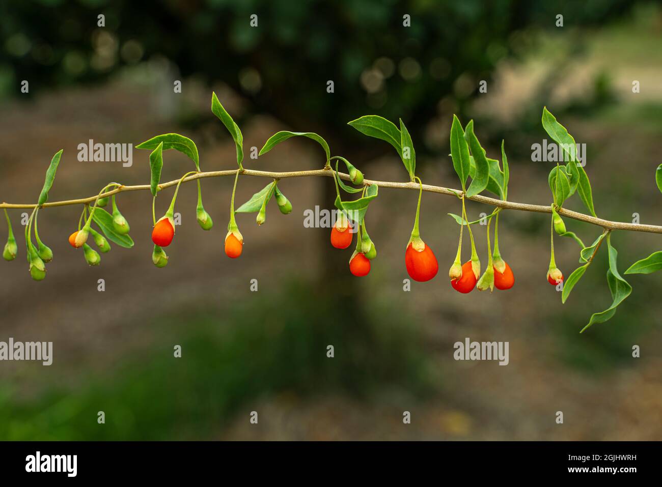 Branch with fruits of the Goji Berry, Lycium Barbarum Polysaccharides, in the countryside. Abruzzo, Italy, Europe Stock Photo