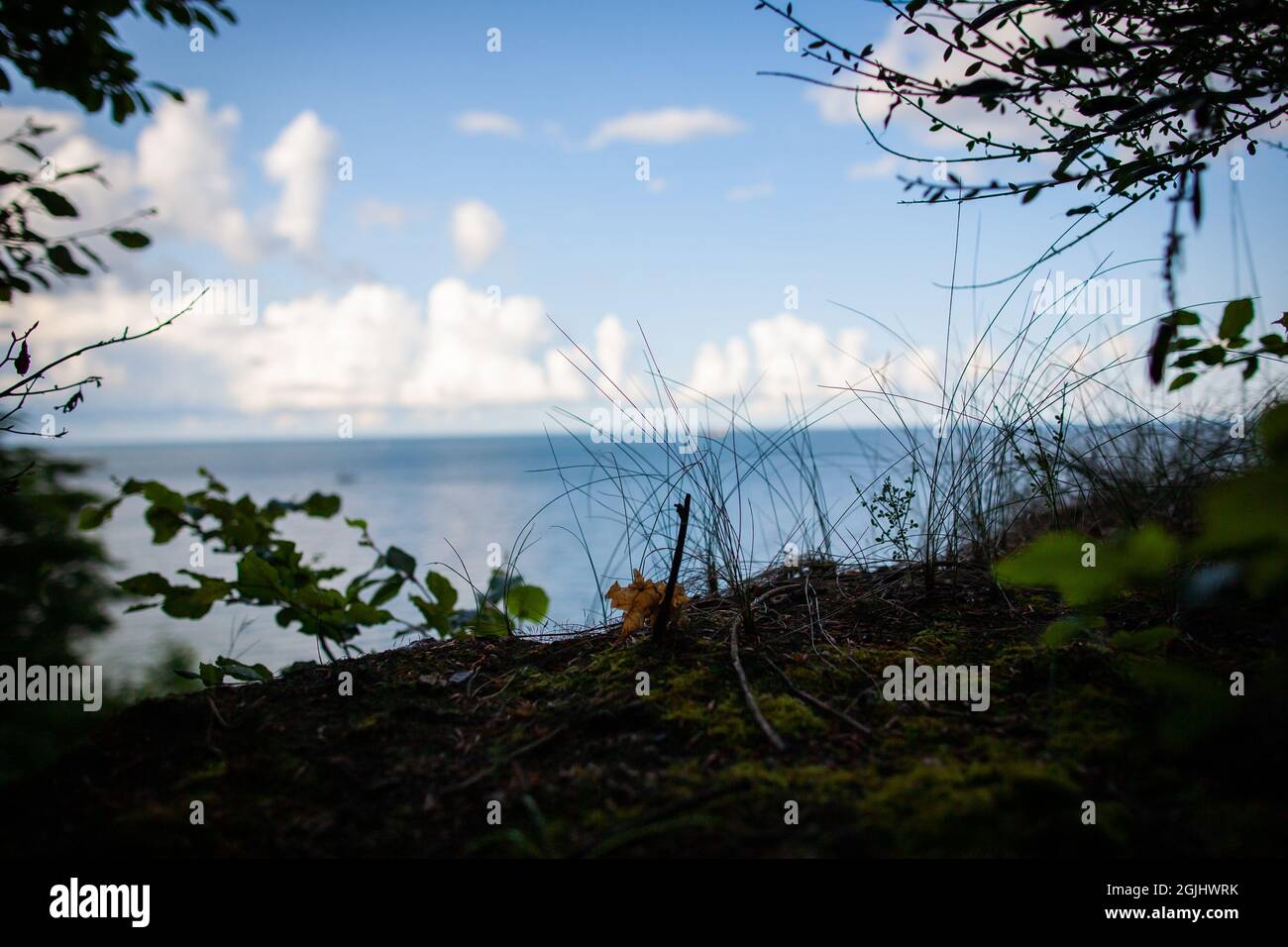 Close ground level worm's eye view photo of grass silhouette and plants on the cliff with sky with clouds over sea horizon line in the background Stock Photo