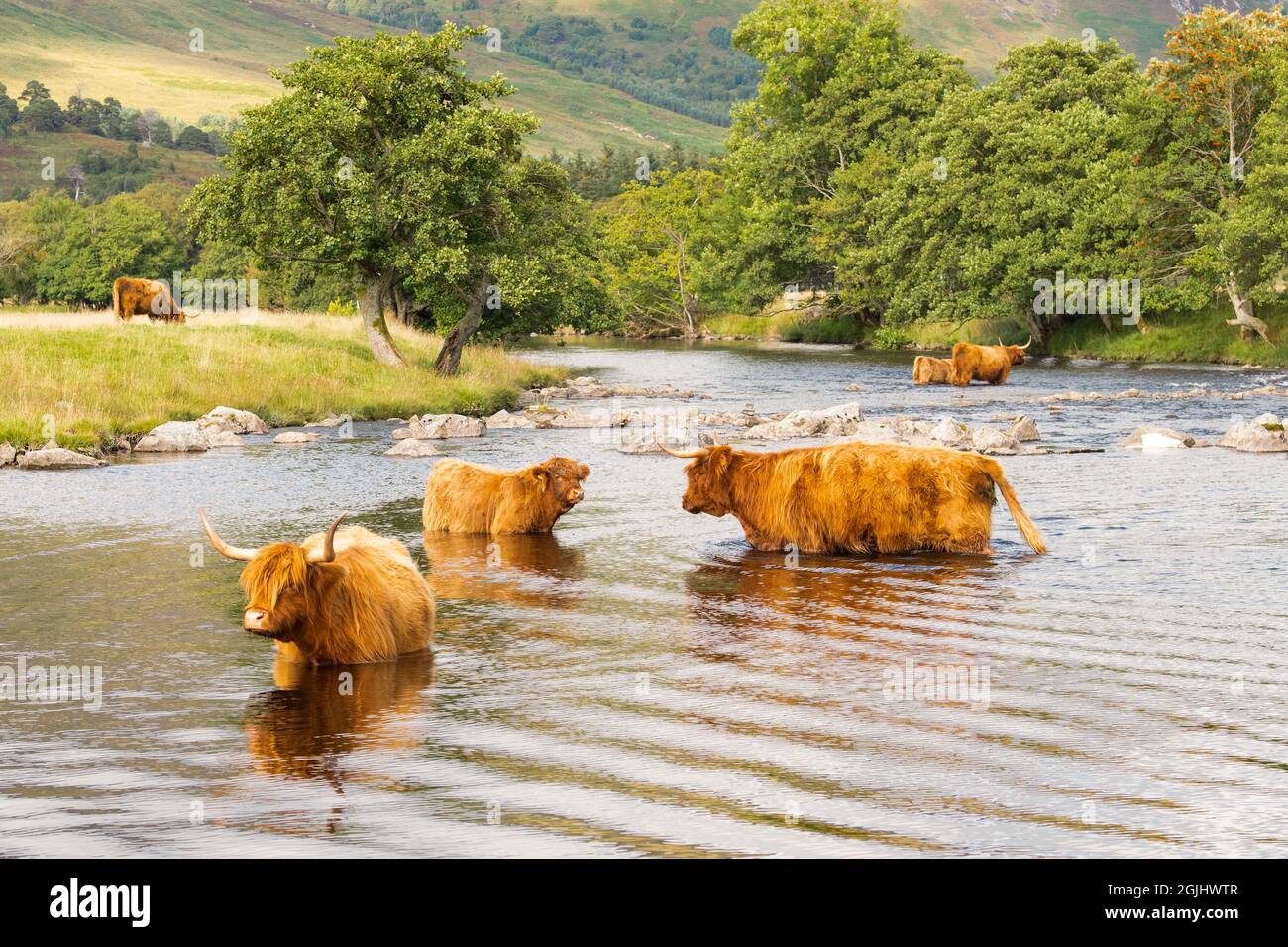 Highland cattle Scotland Stock Photo