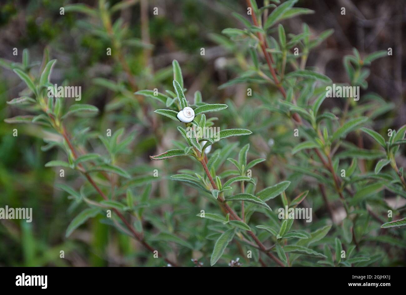 View of small snail nestled into a rosemary plant in a herbal garden in the South of France. Stock Photo
