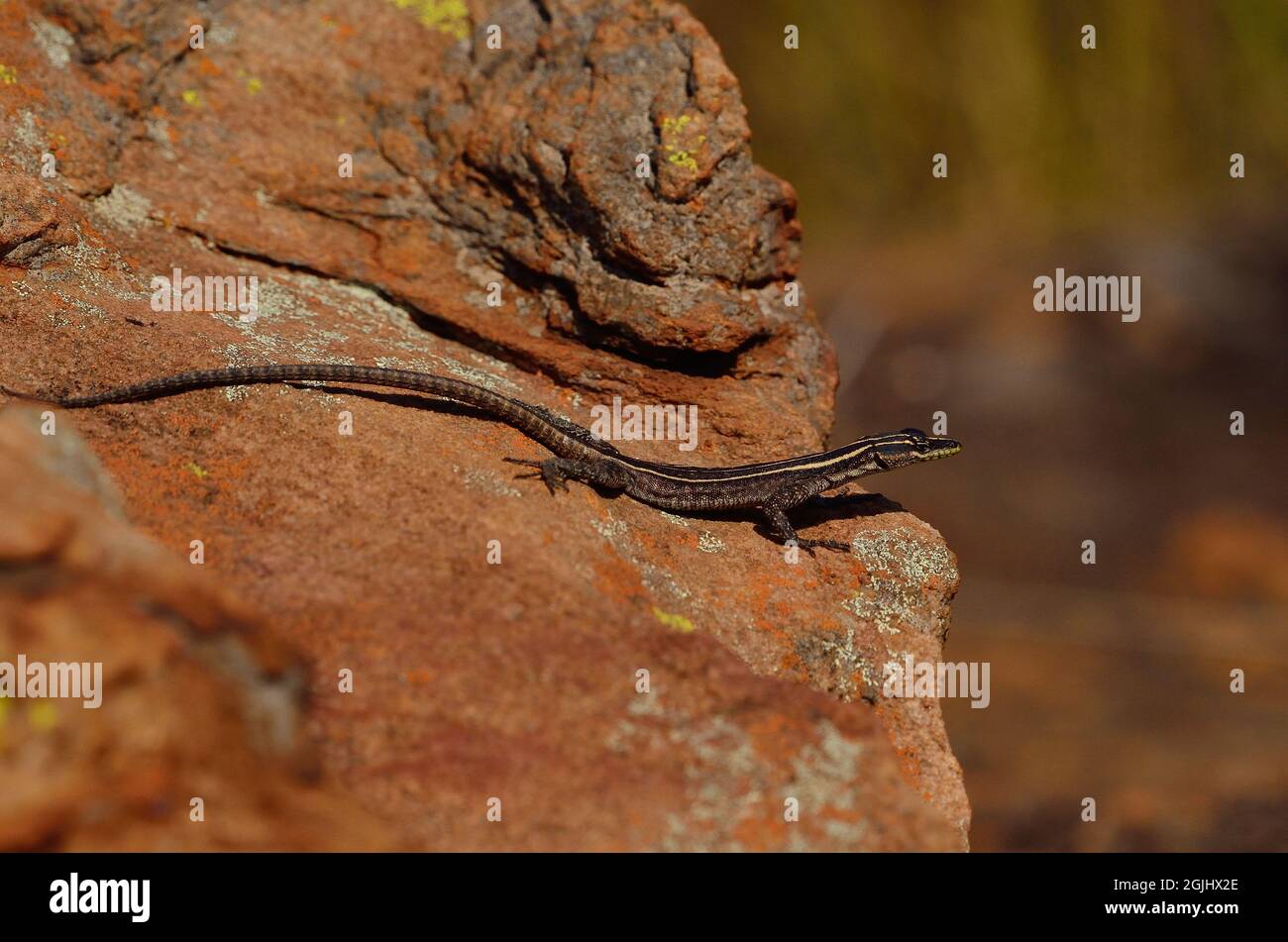 Bunte Plattgürtelechse, Weibchen, common flat lizard, female, Platysaurus intermedius, Südafrika, south africa Stock Photo