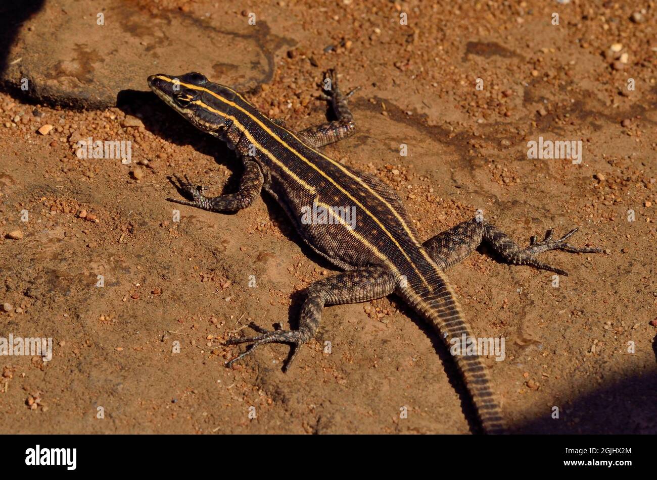 Bunte Plattgürtelechse, Weibchen, common flat lizard, female, Platysaurus intermedius, Südafrika, south africa Stock Photo