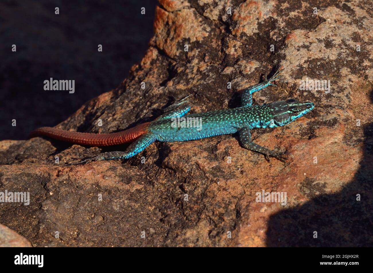 Bunte Plattgürtelechse, Männchen, common flat lizard, male, Platysaurus intermedius, Südafrika, south africa Stock Photo